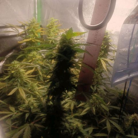 Gorilla Glue Auto growlog timeline photo