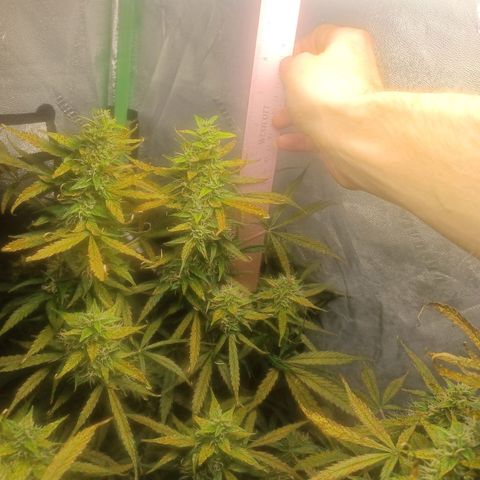 Gorilla Glue Auto growlog timeline photo