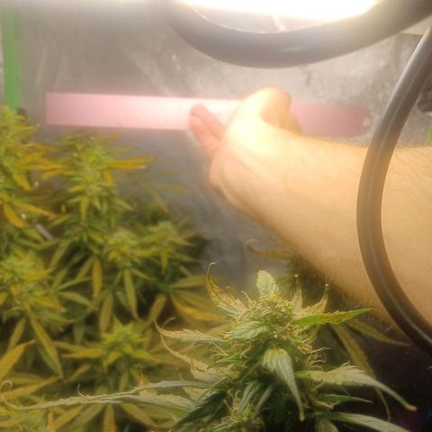 Gorilla Glue Auto growlog timeline photo