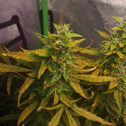Gorilla Glue Auto growlog timeline photo
