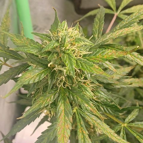 Gorilla Glue Auto growlog timeline photo