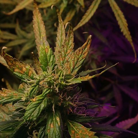 Gorilla Glue Auto growlog timeline photo