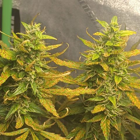 Gorilla Glue Auto growlog timeline photo
