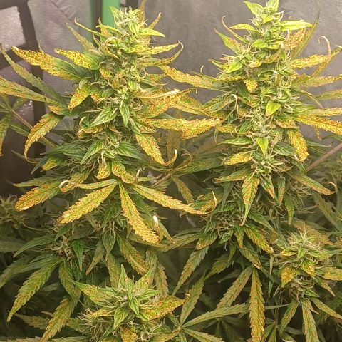 Gorilla Glue Auto growlog timeline photo