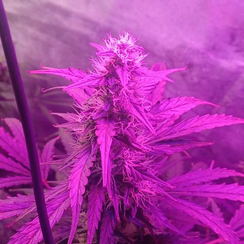 Gorilla Glue Auto growlog timeline photo