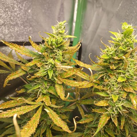 Gorilla Glue Auto growlog timeline photo