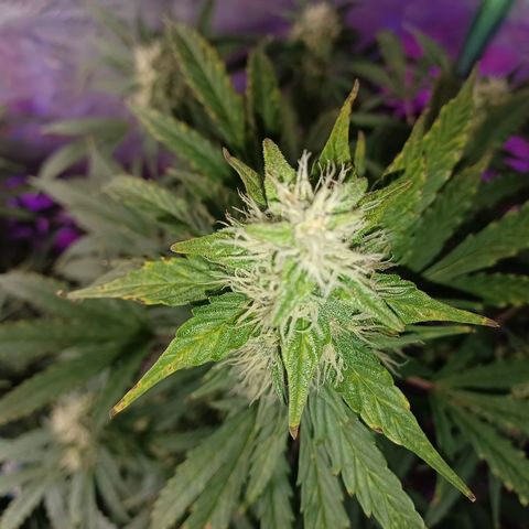 Gorilla Glue Auto growlog timeline photo