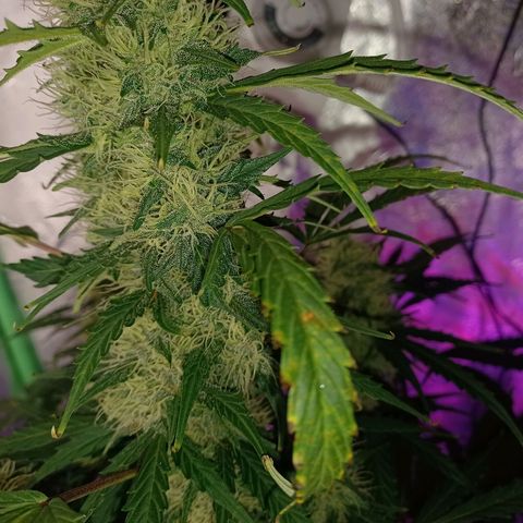 Gorilla Glue Auto growlog timeline photo