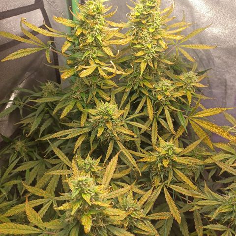 Gorilla Glue Auto growlog timeline photo
