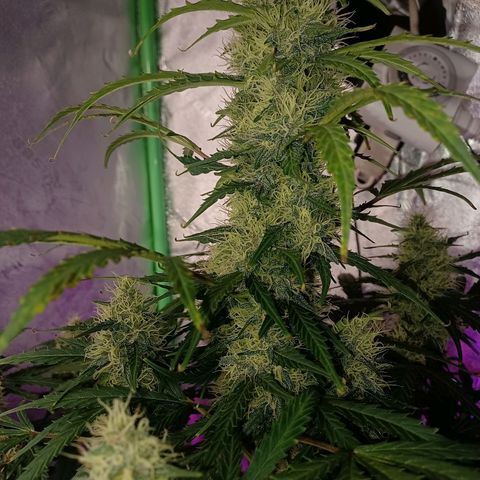 Gorilla Glue Auto growlog timeline photo