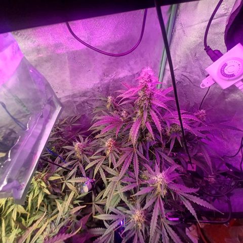 Gorilla Glue Auto growlog timeline photo