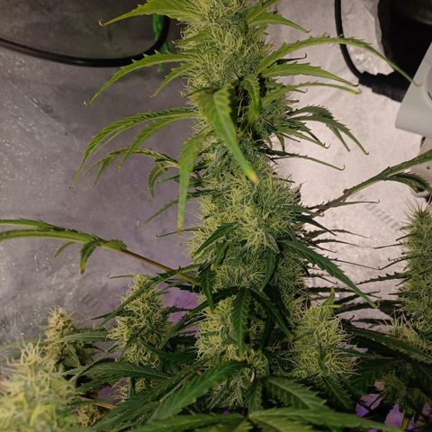 Gorilla Glue Auto growlog timeline photo