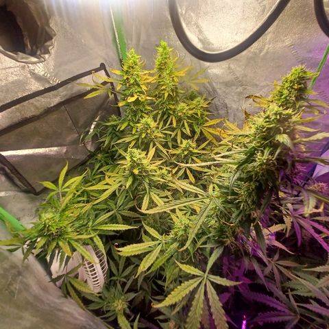 Gorilla Glue Auto growlog timeline photo