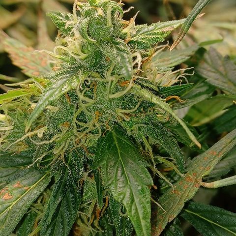 Gorilla Glue Auto growlog timeline photo