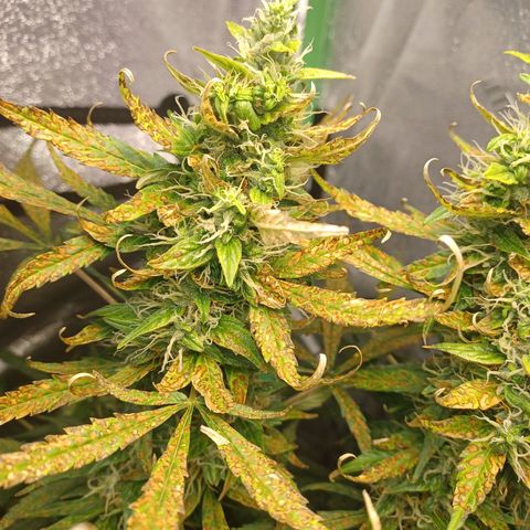 Gorilla Glue Auto growlog timeline photo