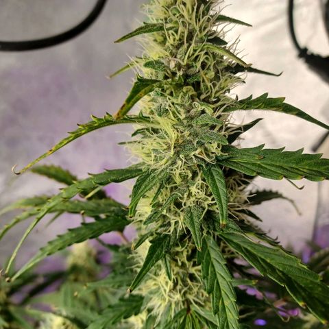 Gorilla Glue Auto growlog timeline photo