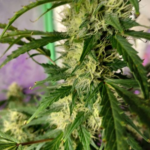 Gorilla Glue Auto growlog timeline photo