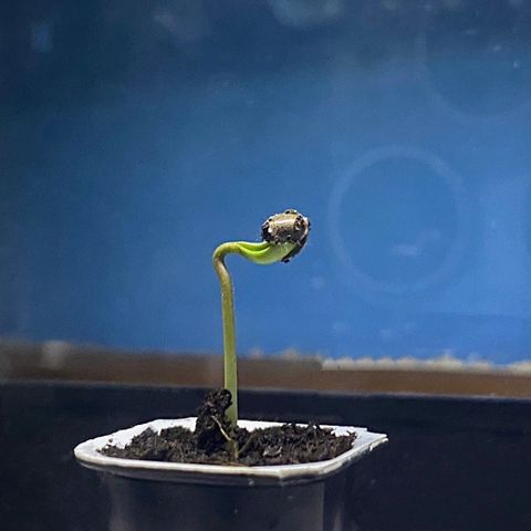 Catfish growlog timeline photo