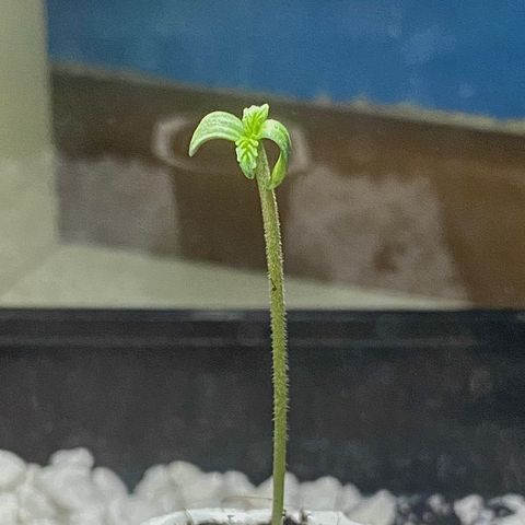 Catfish growlog timeline photo