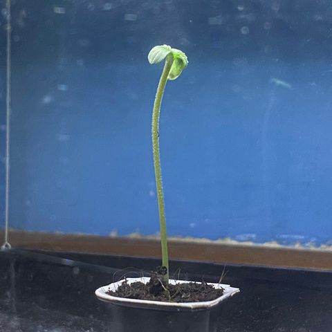 Catfish growlog timeline photo