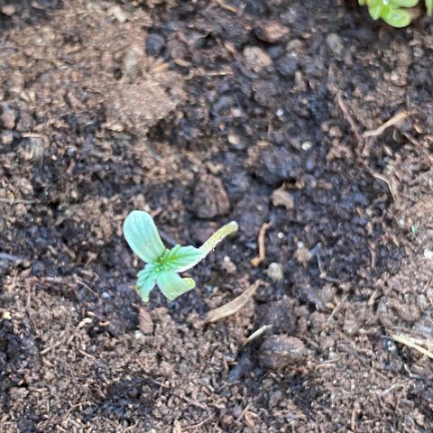 Catfish growlog timeline photo
