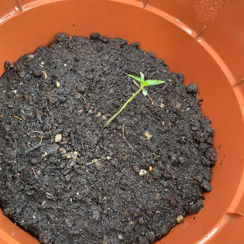 Catfish growlog timeline photo