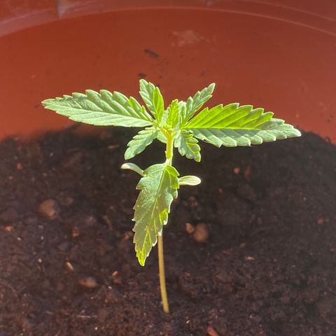 Catfish growlog timeline photo