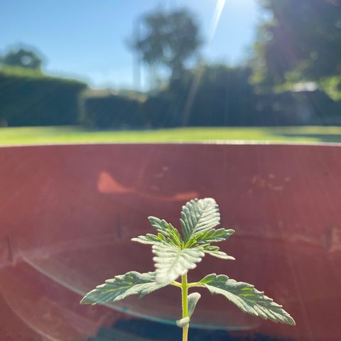 Catfish growlog timeline photo