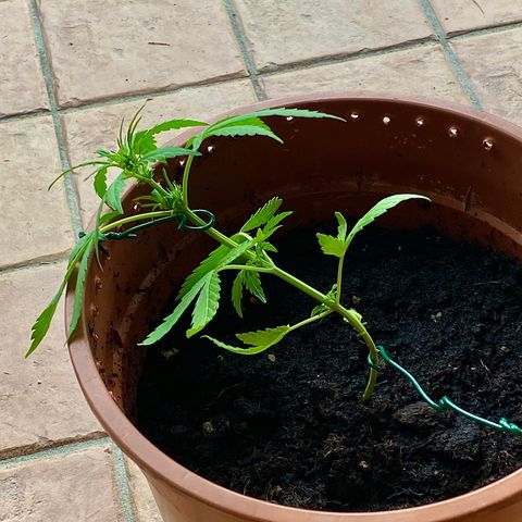 Catfish growlog timeline photo