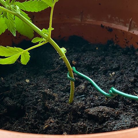 Catfish growlog timeline photo