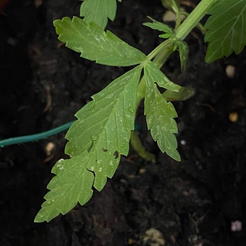 Catfish growlog photo: Grandine