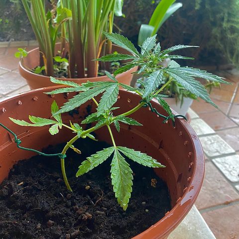 Catfish growlog timeline photo
