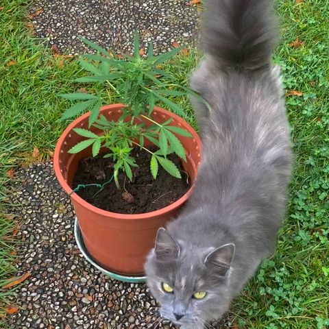 Catfish growlog timeline photo