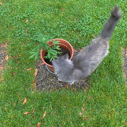 Catfish growlog timeline photo