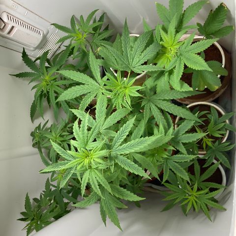 Genética desconocida growlog timeline photo