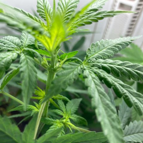 Genética desconocida growlog timeline photo