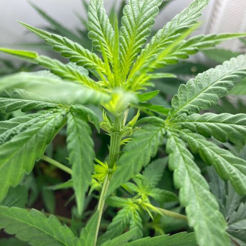 Genética desconocida growlog timeline photo