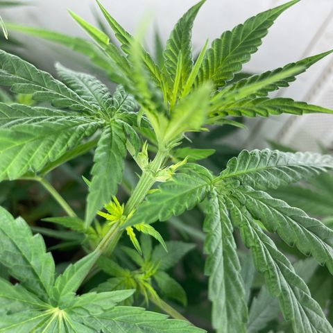 Genética desconocida growlog timeline photo