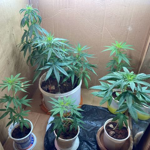 Genética desconocida growlog timeline photo
