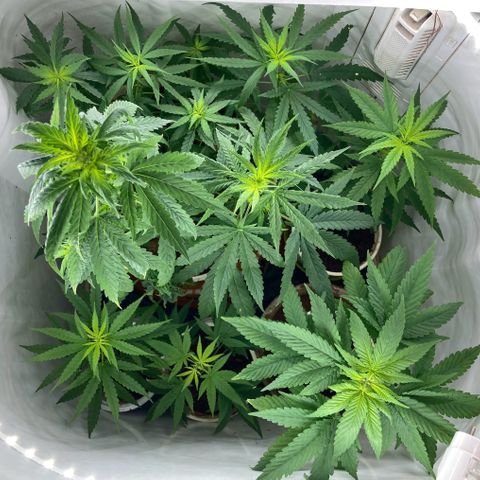 Genética desconocida growlog timeline photo