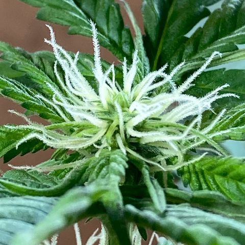 Genética desconocida growlog timeline photo
