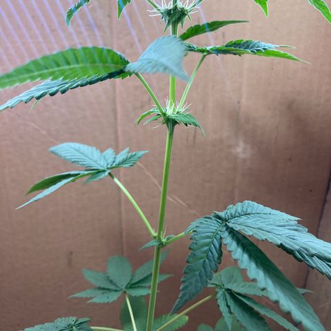 Genética desconocida growlog timeline photo