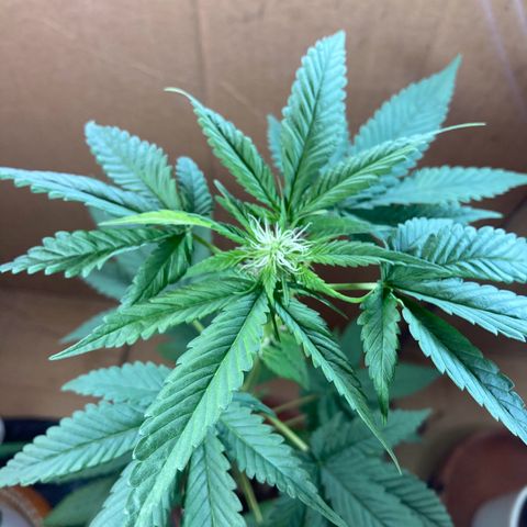 Genética desconocida growlog timeline photo