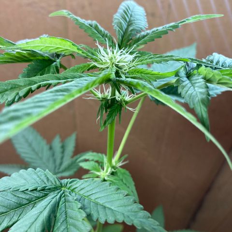 Genética desconocida growlog timeline photo