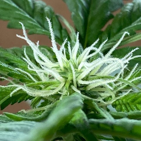 Genética desconocida growlog timeline photo