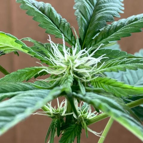 Genética desconocida growlog timeline photo