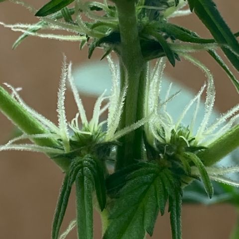 Genética desconocida growlog timeline photo