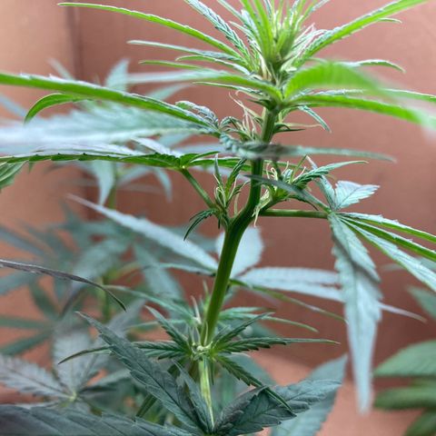 Genética desconocida growlog timeline photo