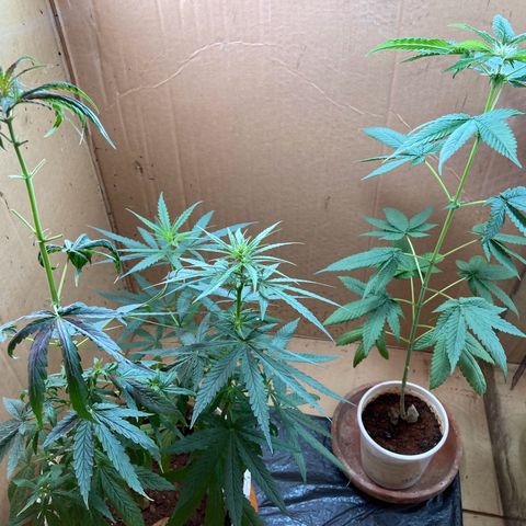 Genética desconocida growlog timeline photo