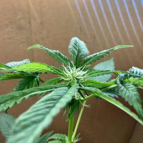 Genética desconocida growlog timeline photo